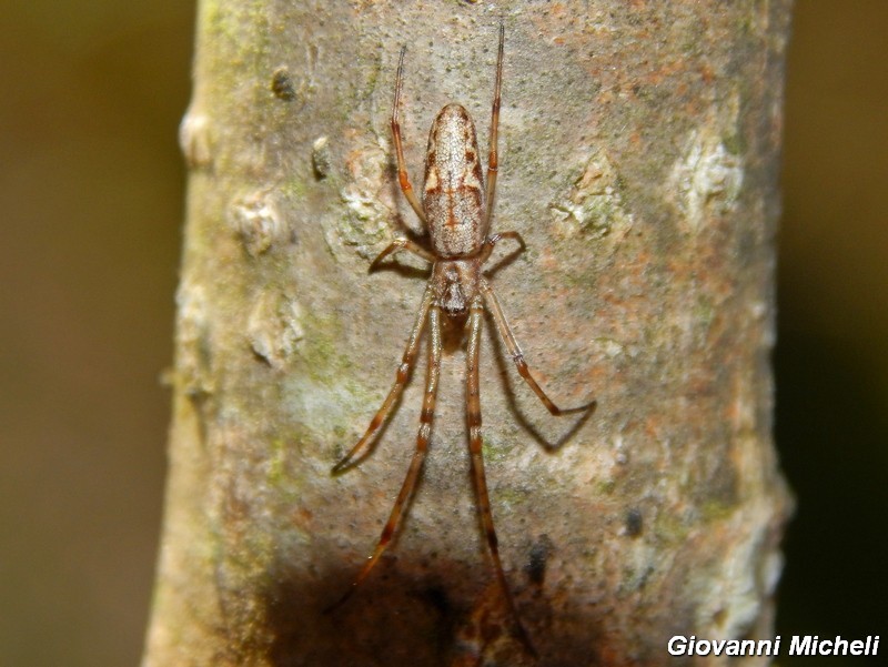 Serie di Araneae del Parco del Ticino